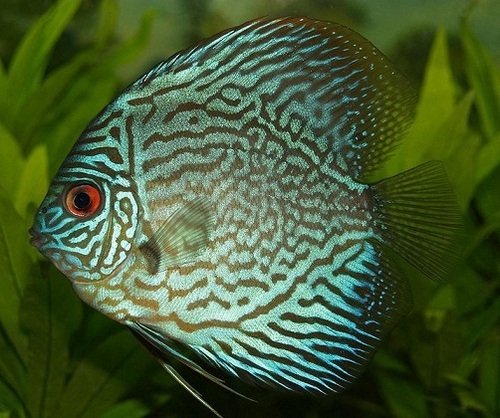 Blue Discus Fish