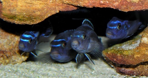 Blue johanni Aquarium Fish
