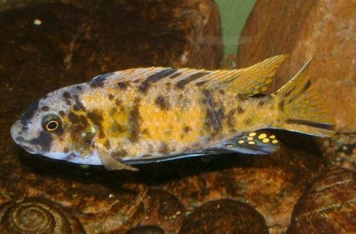 Blue mbuna  Aquarium Fish