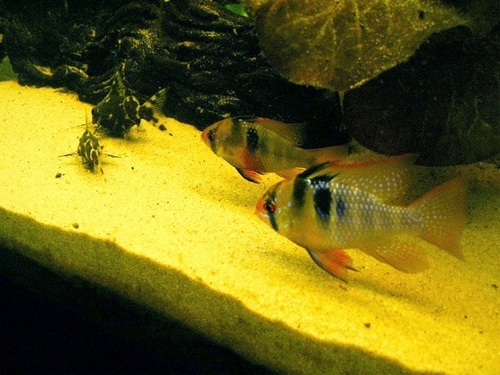 Blue ram Aquarium Fish