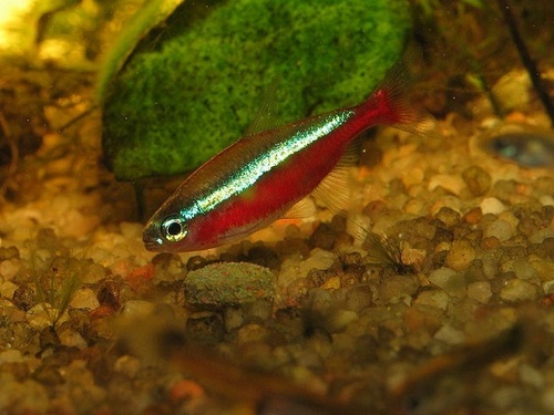 Cardinal tetra Aquarium Fish