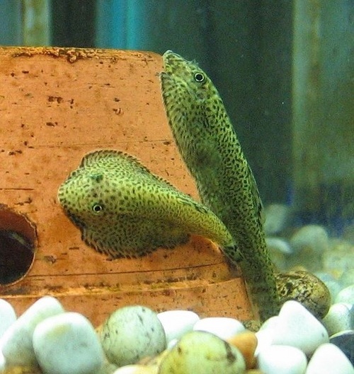 Chinese hill stream loach Fish