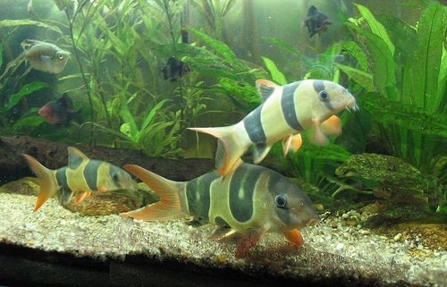 Clown Loach Aquarium Fish
