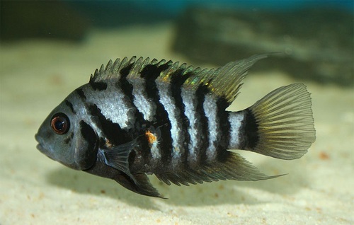 Convict Chichlid Aquarium Fish