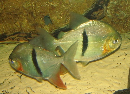 Disk Tetra Aquarium Fish