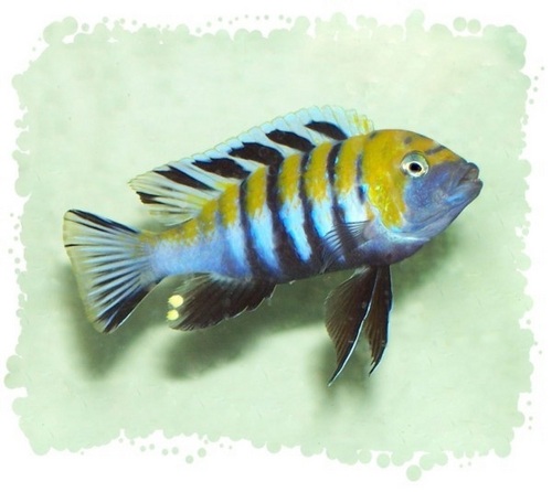 Dogtooth Aquarium Fish