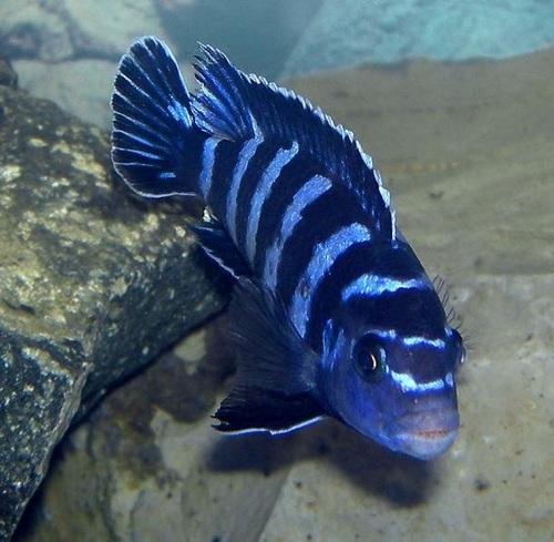 Dwarf Aquarium Fish