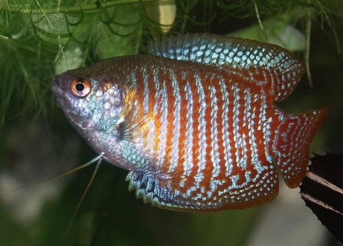 Dwarf Gourami Aquarium Fish