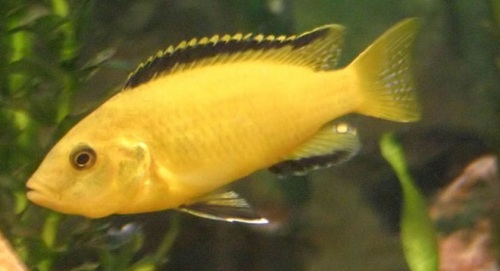 Electric Yellow Cichlid Aquarium Fish