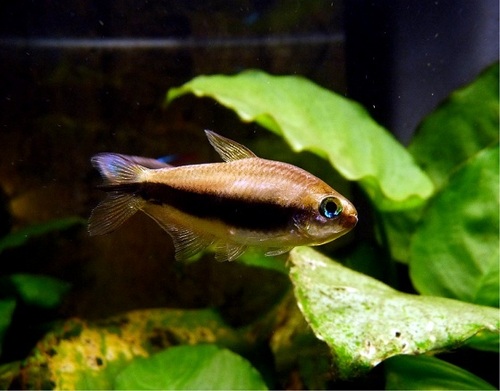 Emperor tetra Aquarium Fish