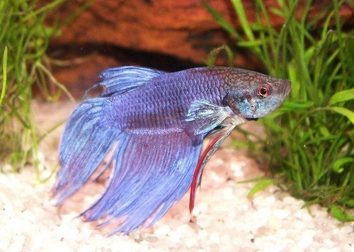 Fighting fish