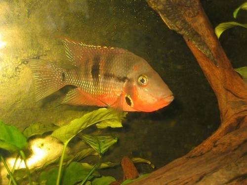Fire mouth cichlid Aquarium Fish