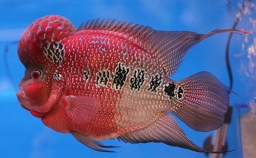 Flowerhorn Aquarium Fish
