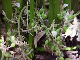 Cardamom