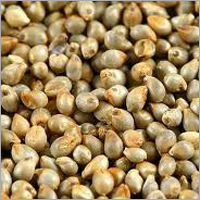 Pearl Millet