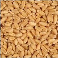 Wheat