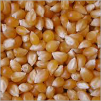 Pop Corn Seed