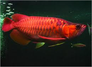 Arowana Aquarium Fish