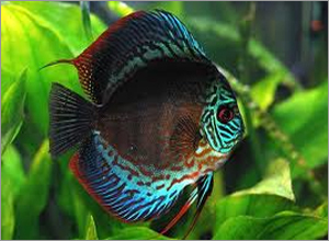 Discus Aquarium Fish