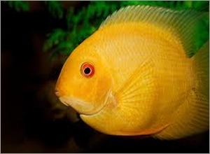 Severum Aquarium Fish