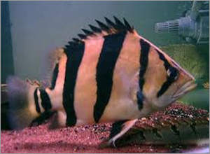 Tiger Datnoid Fish