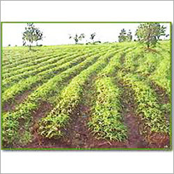 Shat Musli Plant