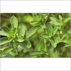 Fresh Stevia Plant
