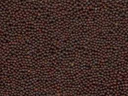 Brown Mustard Seed