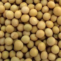 Soyabean Seed