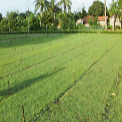 Mexican Carpet Grass