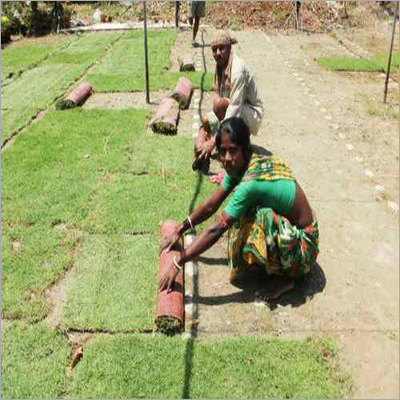 Mexican Green Carpet Grass
