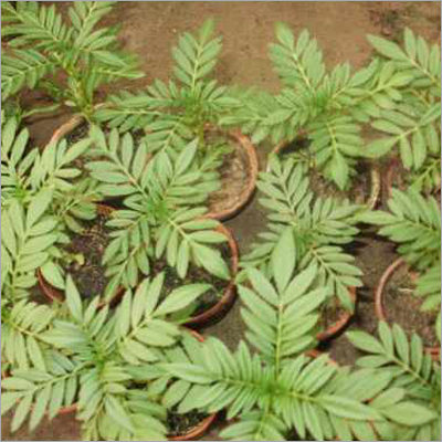 Inca Plant