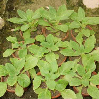 Petunia Plant