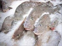 जमे हुए समुद्री भोजन