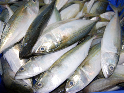 Indian Mackerel