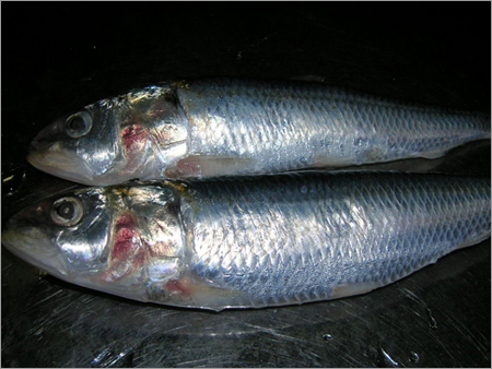 Sardine