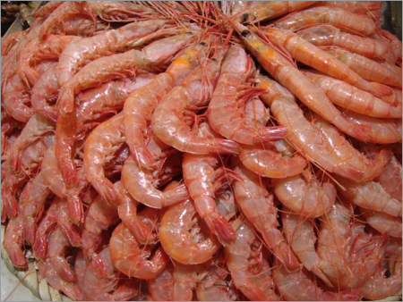 Red Shrimp