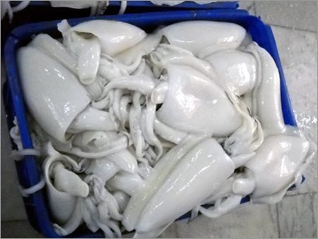 Cuttle Fish Whole Cleaned
