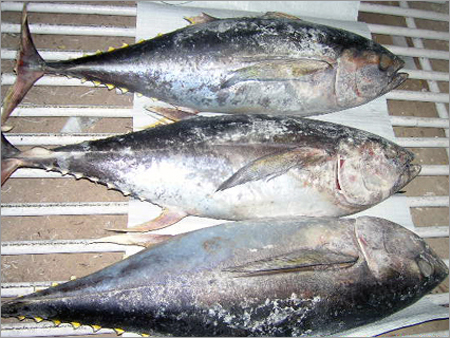 Yellow Fin Tuna