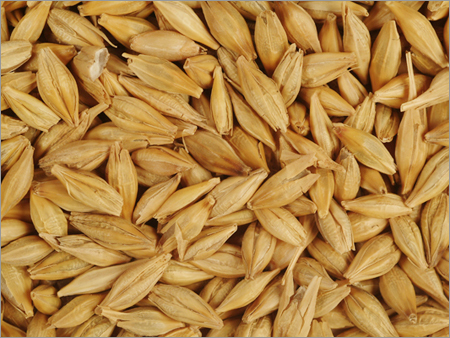 Barley Seeds