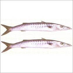 Barracuda Fish