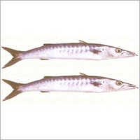 Barracuda Fish