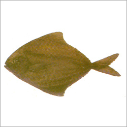 Black Pomfret