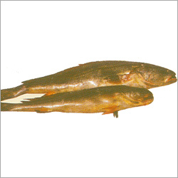 White Fish