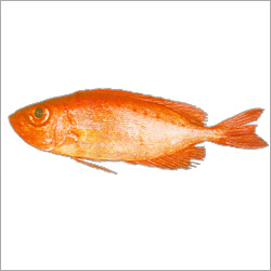 Bullseye Fish