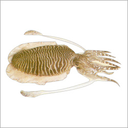 Cuttlefish