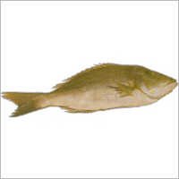Emperor Fish - Variable Length, Frozen | Impeccable Taste, Rich Aroma, Long Shelf Life, Nutritional Value, Sustainable Sourcing, Various Packaging