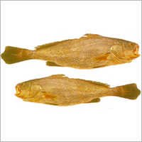 Ghol Fish