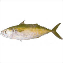 Indian Mackerel