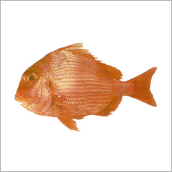 Long Spine Sea Bream
